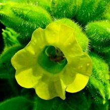 Nicotiana rustica zaden 20 zaden